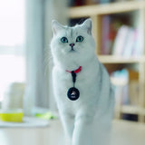 Aqiila Tagbird Keyring 1-pack